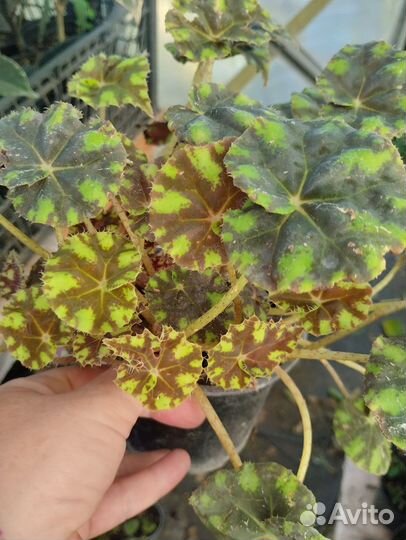 Шоколадница Традесканция Бегония