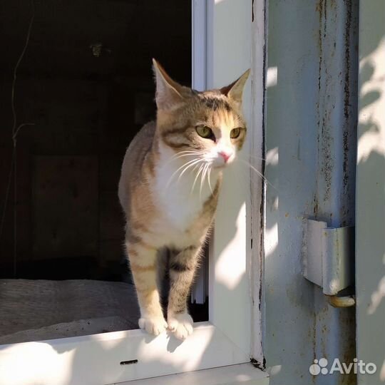 Кошечка в добрые руки