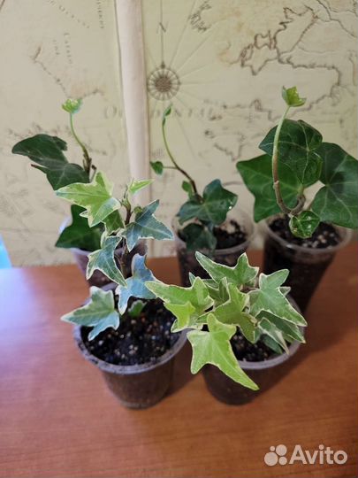 Мирт, Плющ обыкновенный