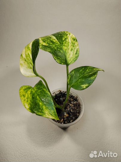 Эпипремнумы разные