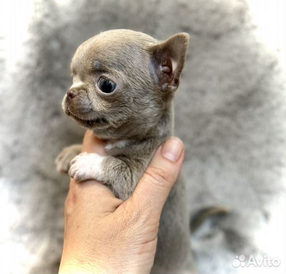 Курносые мини щенки чихуахуа