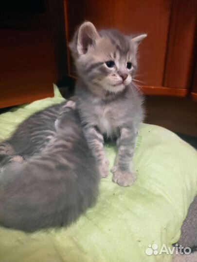 Кошка в дар