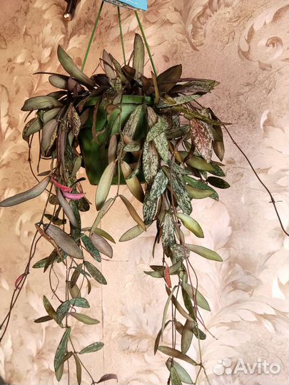 Хойя сигиталис