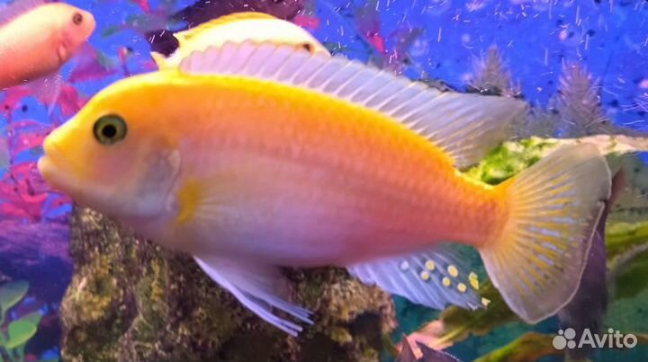 Аквариумные рыбки