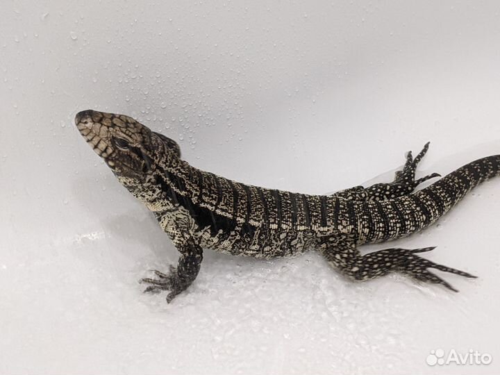 Аргентинец мальчик