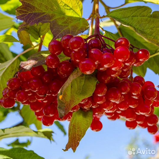 Калина свежая