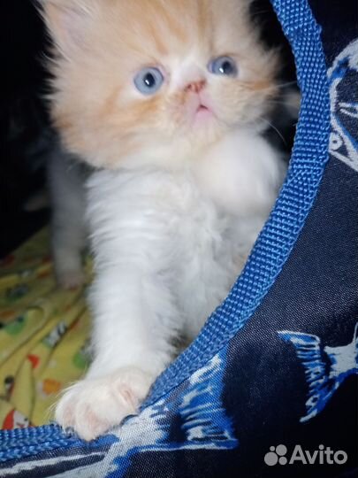 Котята персы