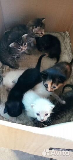 Котишки