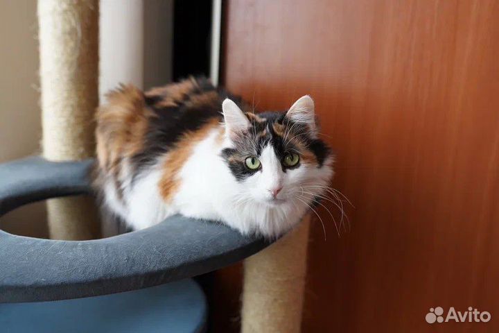 Кошка в дар