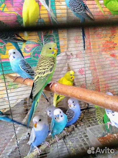 Волнистые попугаи