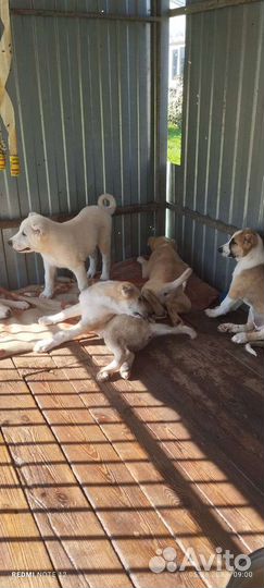 Среднеазиатская овчарка алабай