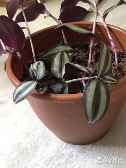 Традесканция