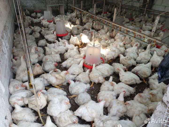 Куры бройлеры живым весом
