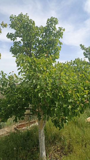 Дача 10 м² на участке 6,5 сот.