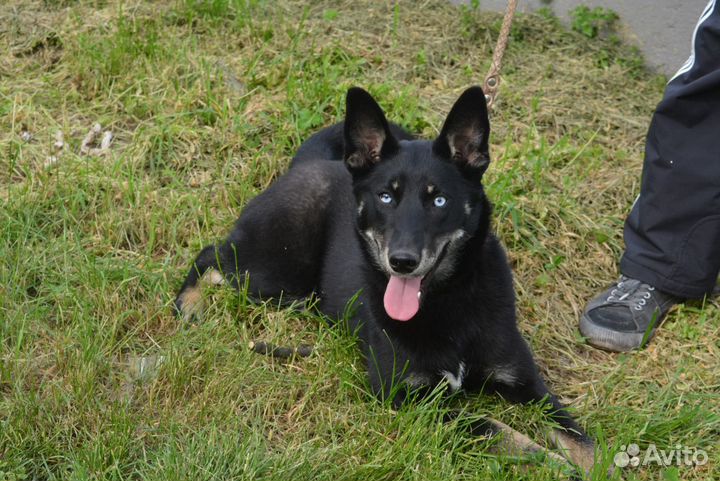 Собака для Души