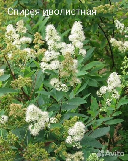 Цветущие кустарники.Возможен обмен