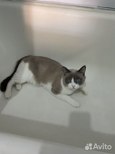 Отдам кота в добрые руки