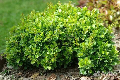 Барбарис Cobold (Кобальт) карликовый