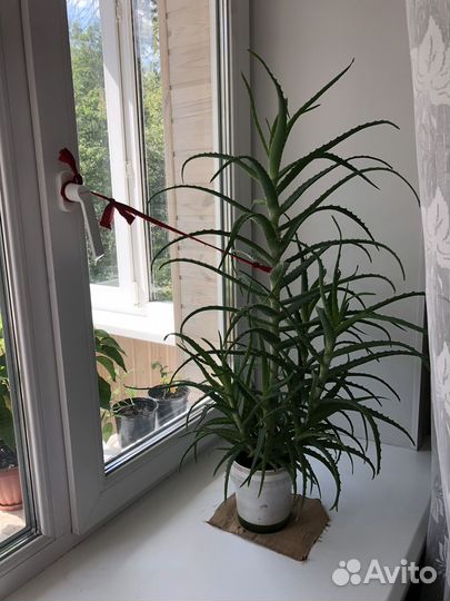 Алоэ лечебный 5 лет