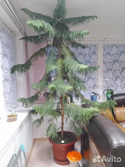 Ель комнатная (араукария)