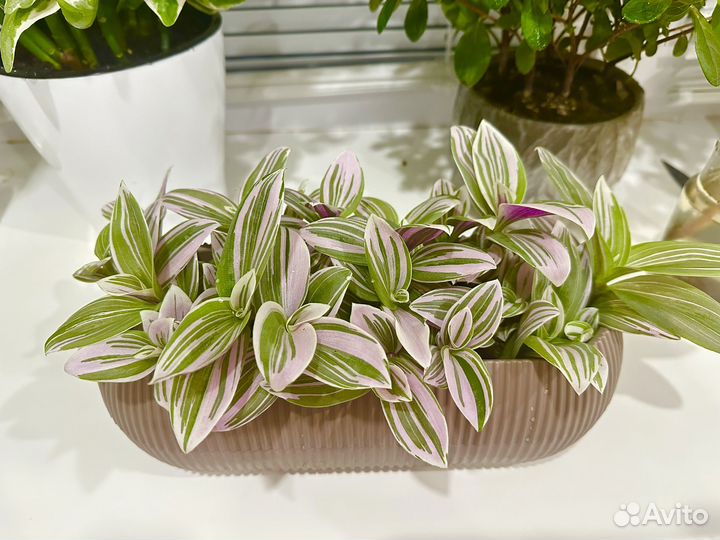 Традесканция нанук