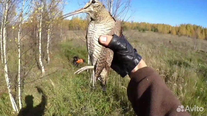 Организация охоты на любую дичь с ночевкой отдыхом