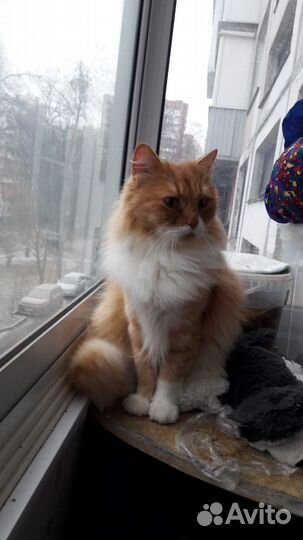 Сибирские рыжие котята