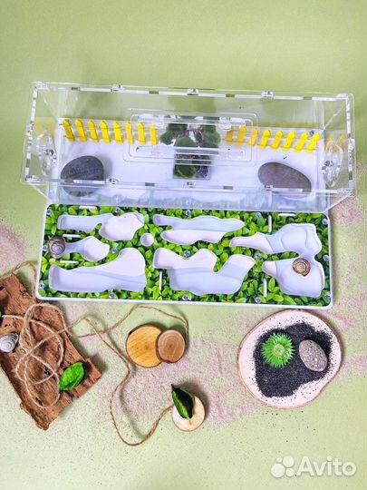 Муравьиная ферма с муравьями