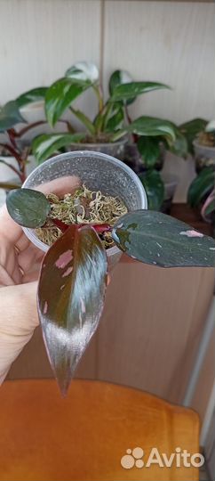 Филодендрон