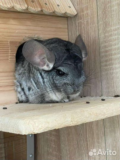 Передержка грызунов