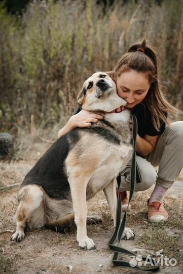 Собака в добрые руки бесплатно