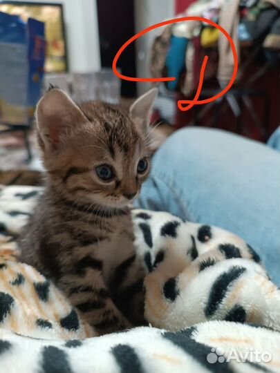 Шотландские котята