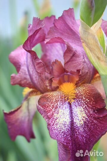 Ирисы бородатые