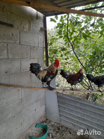 Петух карликовые, бентамка, королек