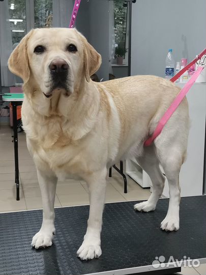 Груминг крупных и средних пород