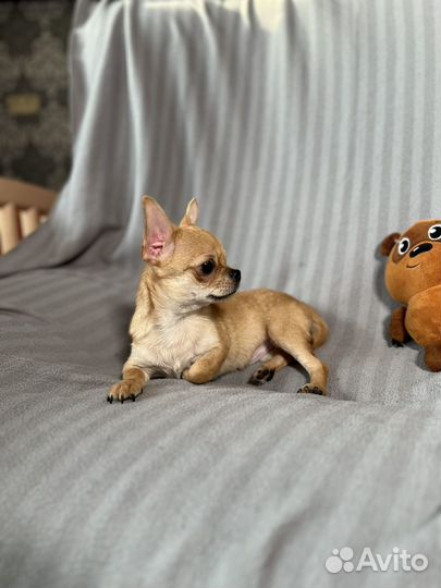 Мальчик чихуахуа