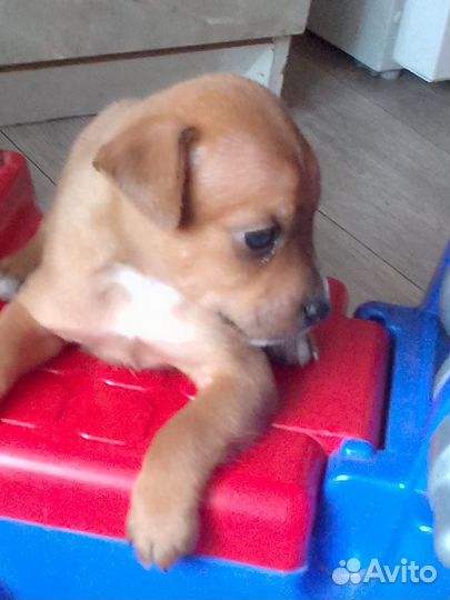 Той-терьер щенки