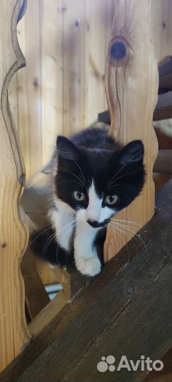 Котенок 2 месяца