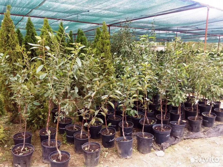 Саженцы плодовых деревьев зкс, роза зкс