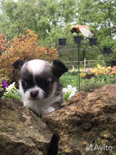 Продаются чихуахуа