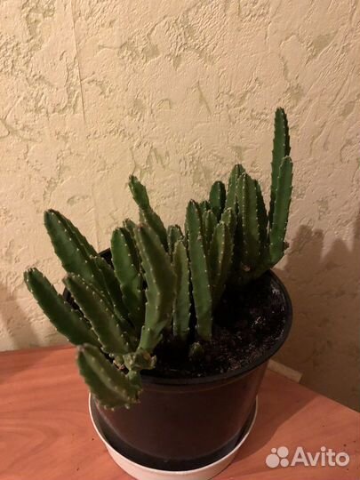 Комнатные цветы