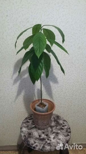 Сеянец Авокадо