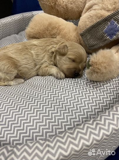 Мальтипу f1 mini Девочка