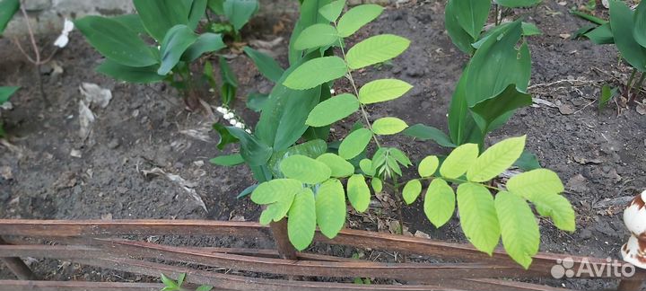 Саженцы маньчжурского ореха