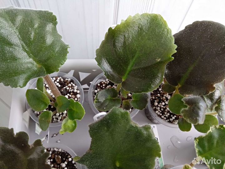 Наборы укорененных черенков фиалок