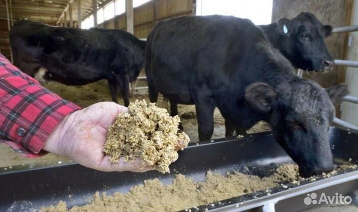 Корм для скота с доставкой, пивная дробина (барда)