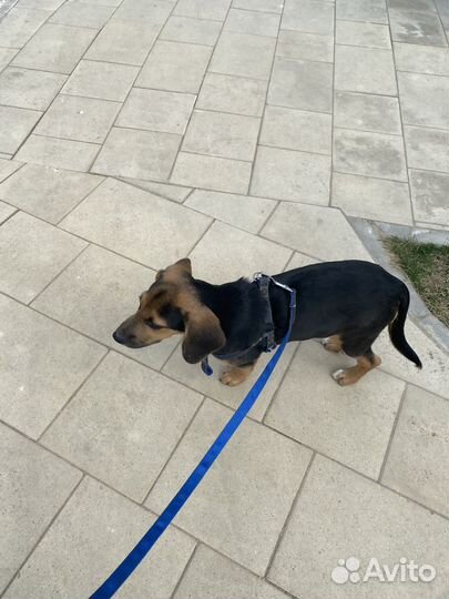 Отдам в добрые руки