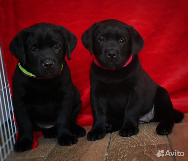 Щенки лабрадора