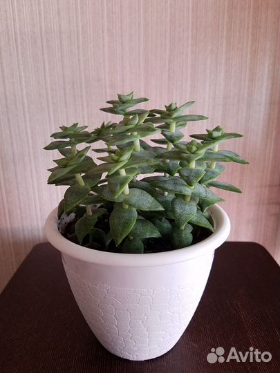 Суккуленты