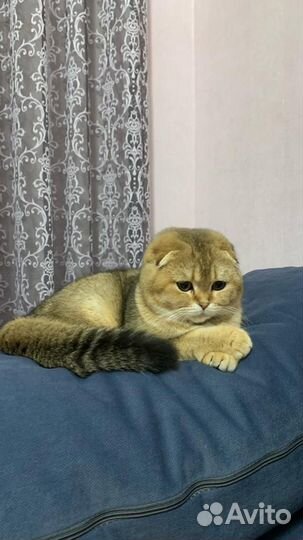 Шотландские золотые шиншиллы котята скотиш страйт